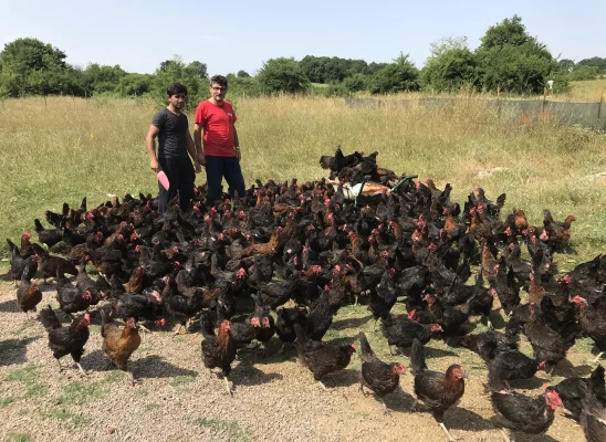 Doğal Salma Yumurta Tavukçuluğu
