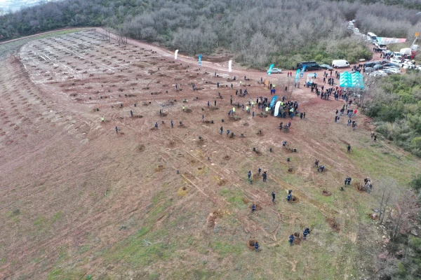 Ağaçlandırma