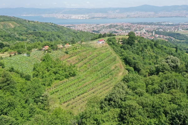 Meyve Fidanı Desteği