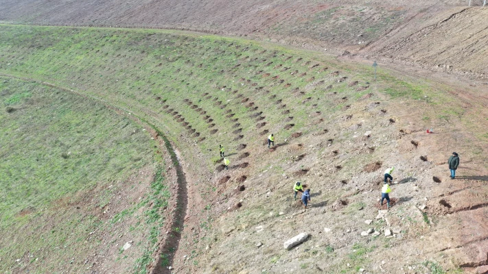 Ağaçlandırma