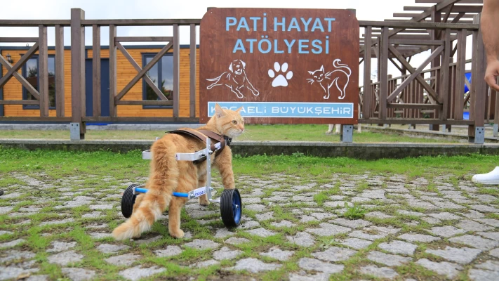 Patilik – Sokak Hayvanları Rehabilitasyon Merkezi